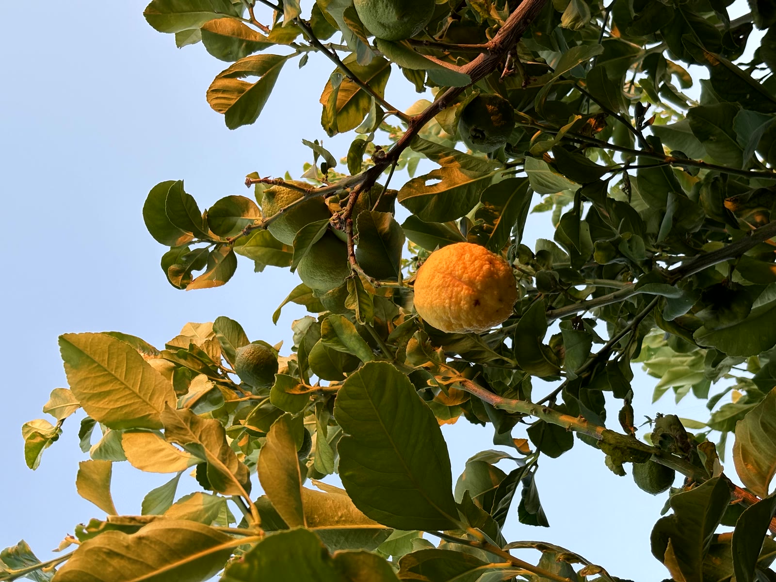 A bitter orange ripening against the sky in a citrus tree