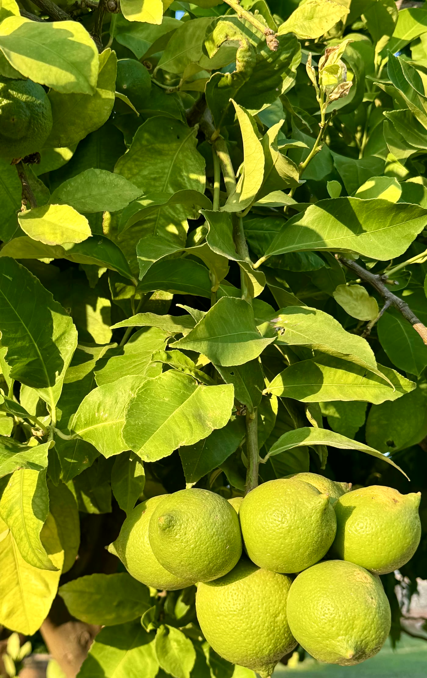A heavy cluster of green lemons in dense leaf