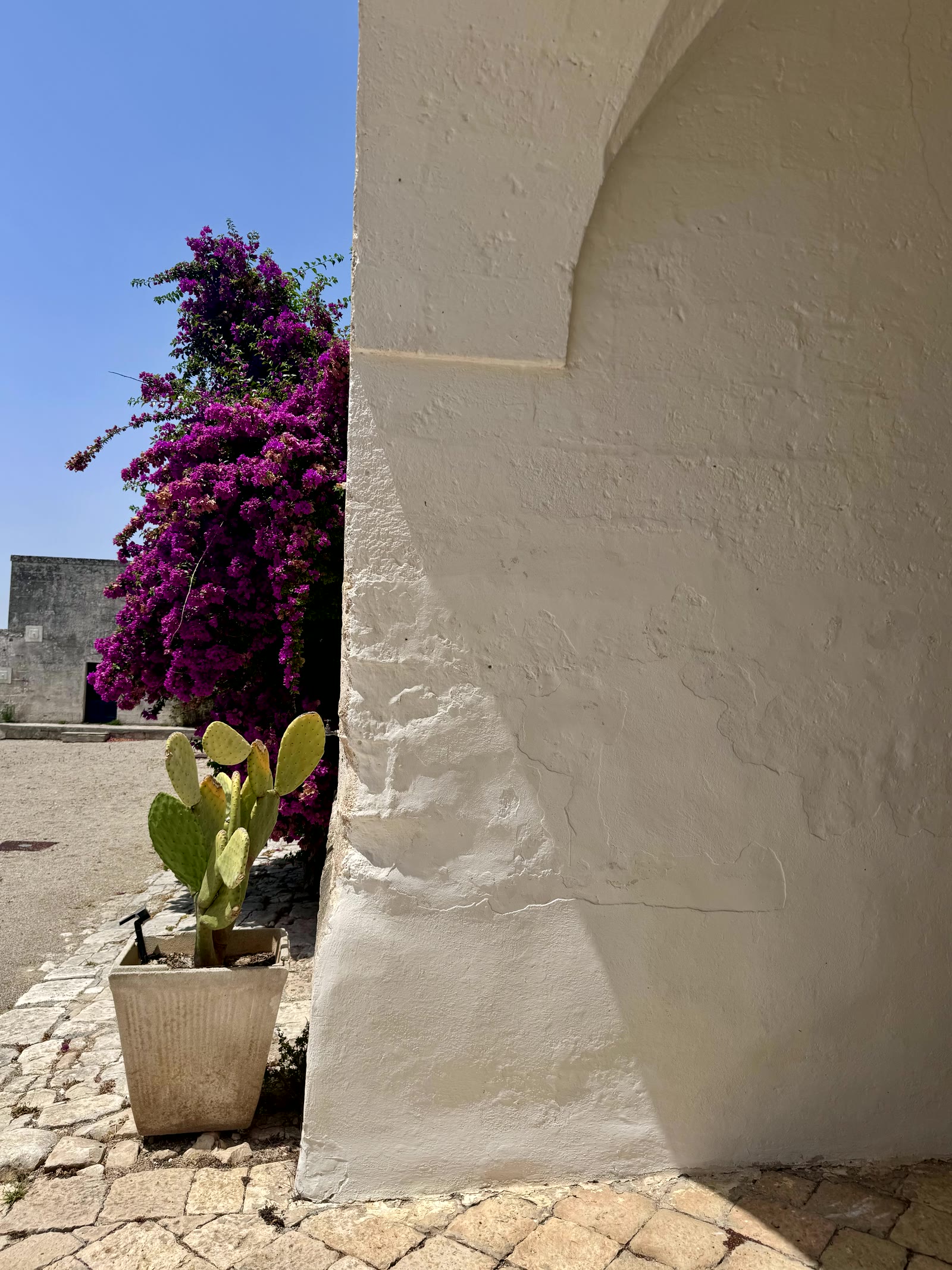 A whitewashed masseria corner with bougainvillea in bloom and a potted prickly pear on pale stone