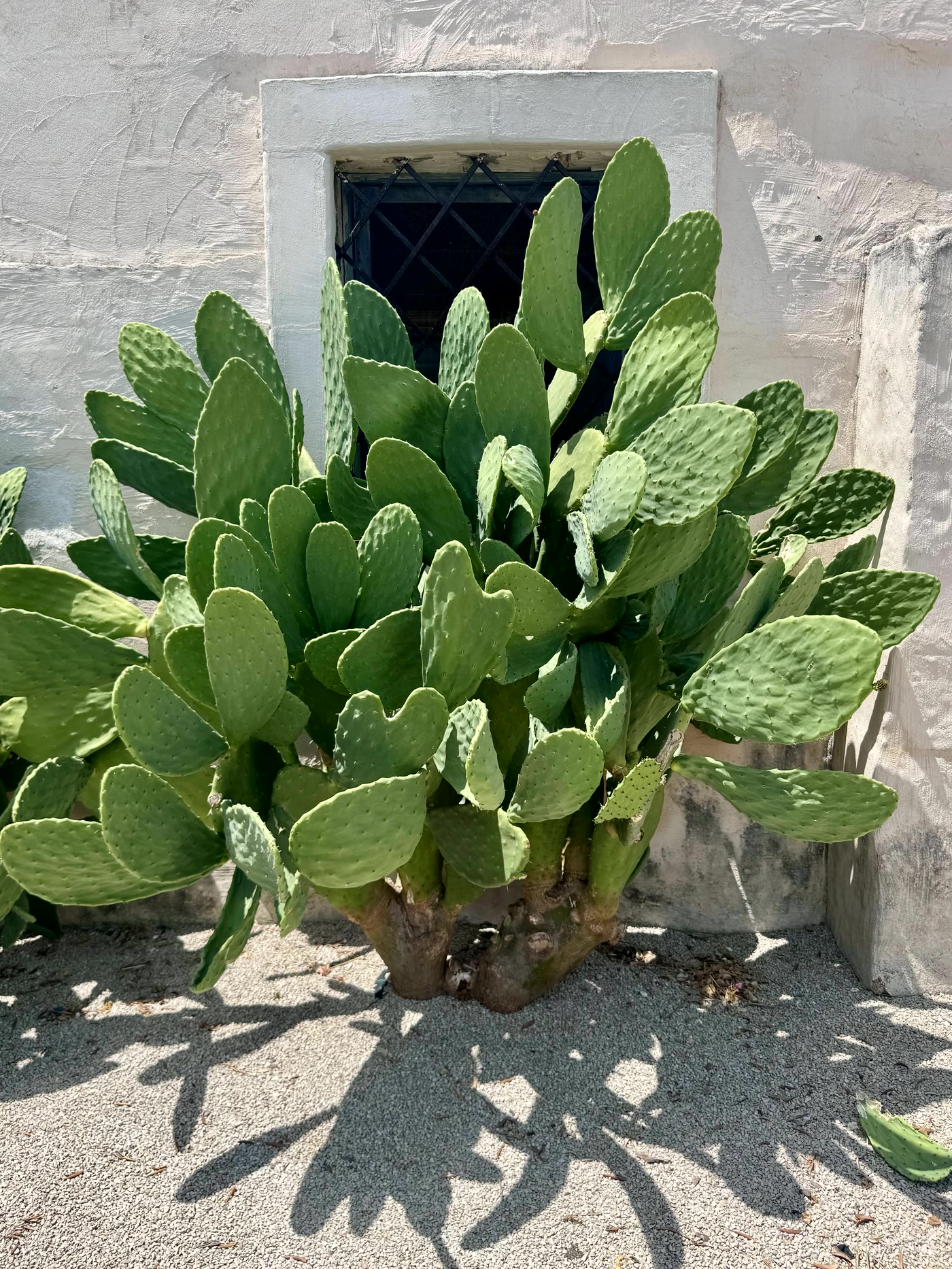 A prickly pear pressed against a whitewashed wall beneath a barred window