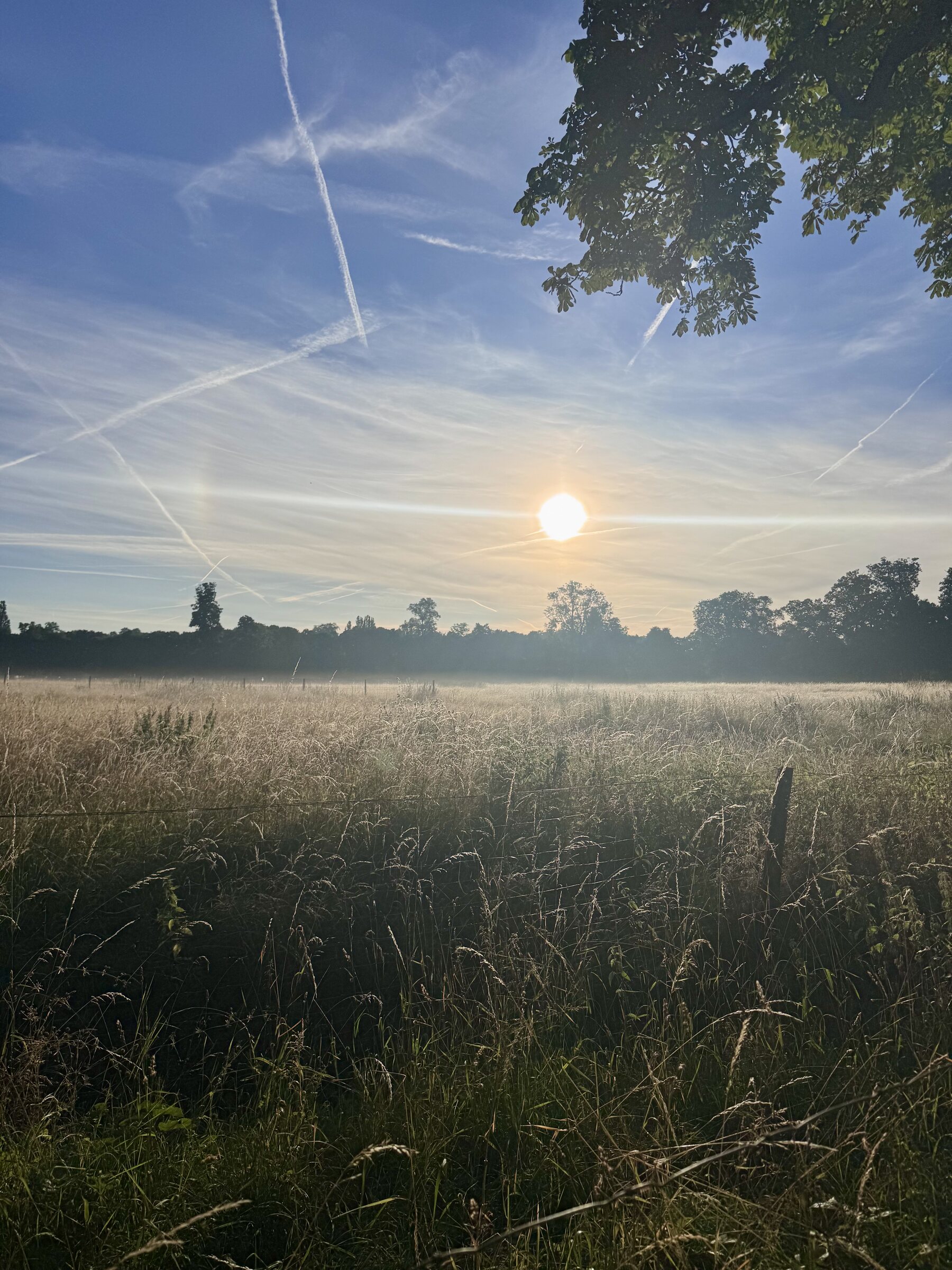 The queen's meadow at dawn, Versailles
