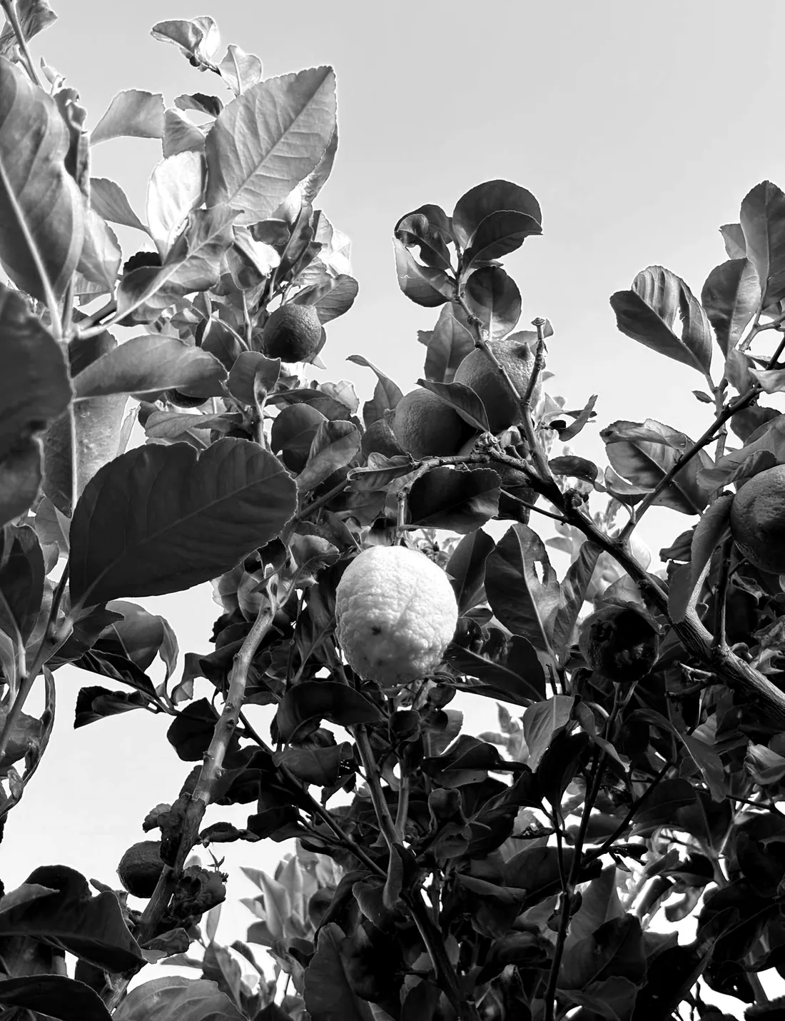 A bitter orange tree in fruit, Puglia