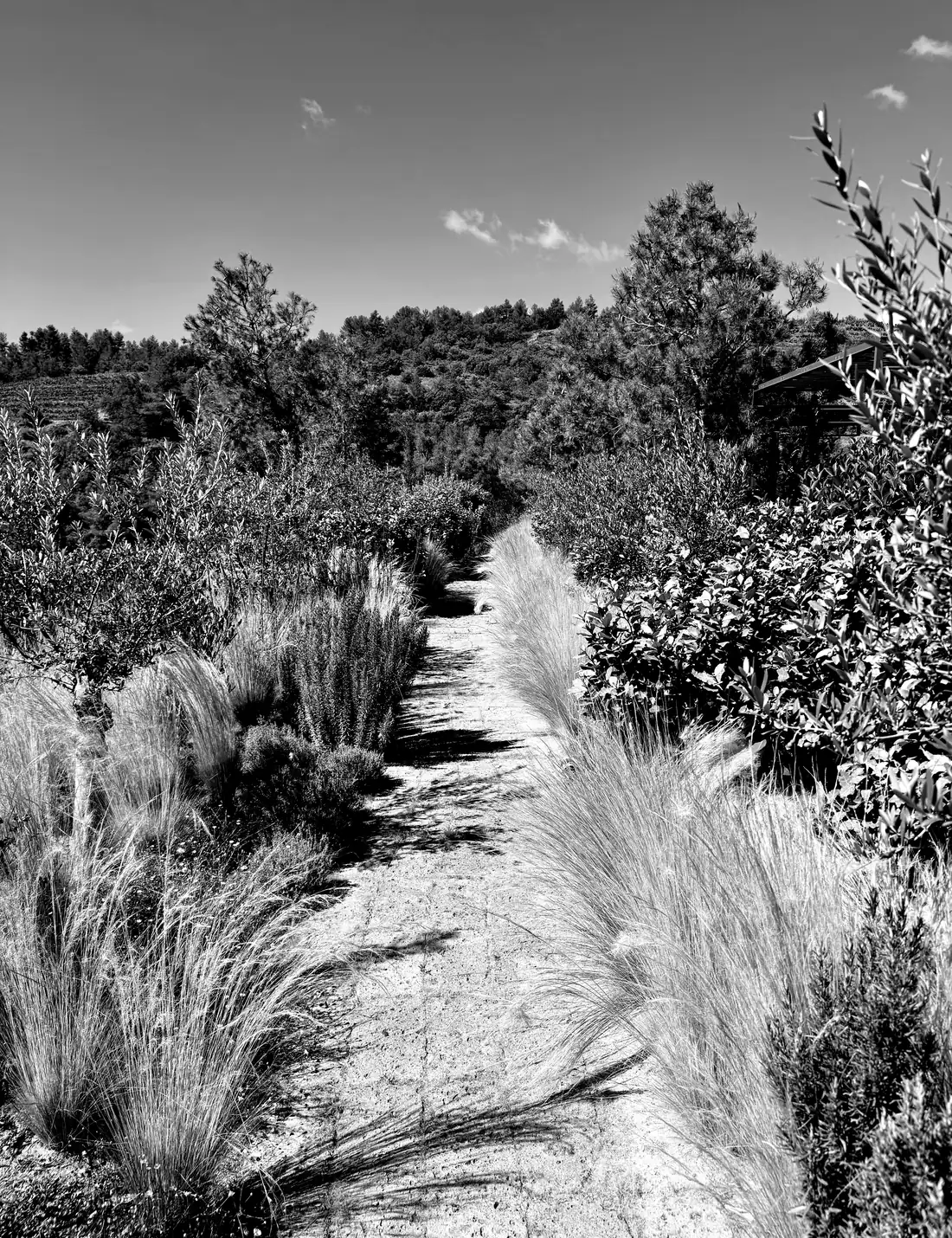 A path through the garrigue, Provence