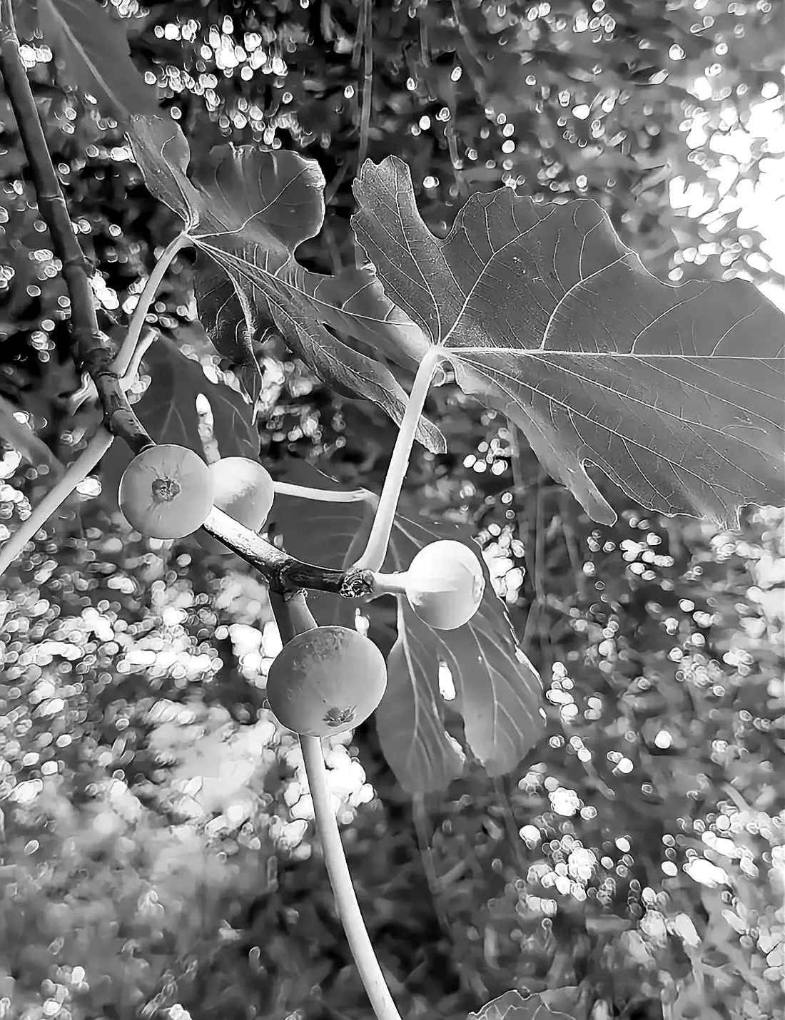 Figs ripening on the branch