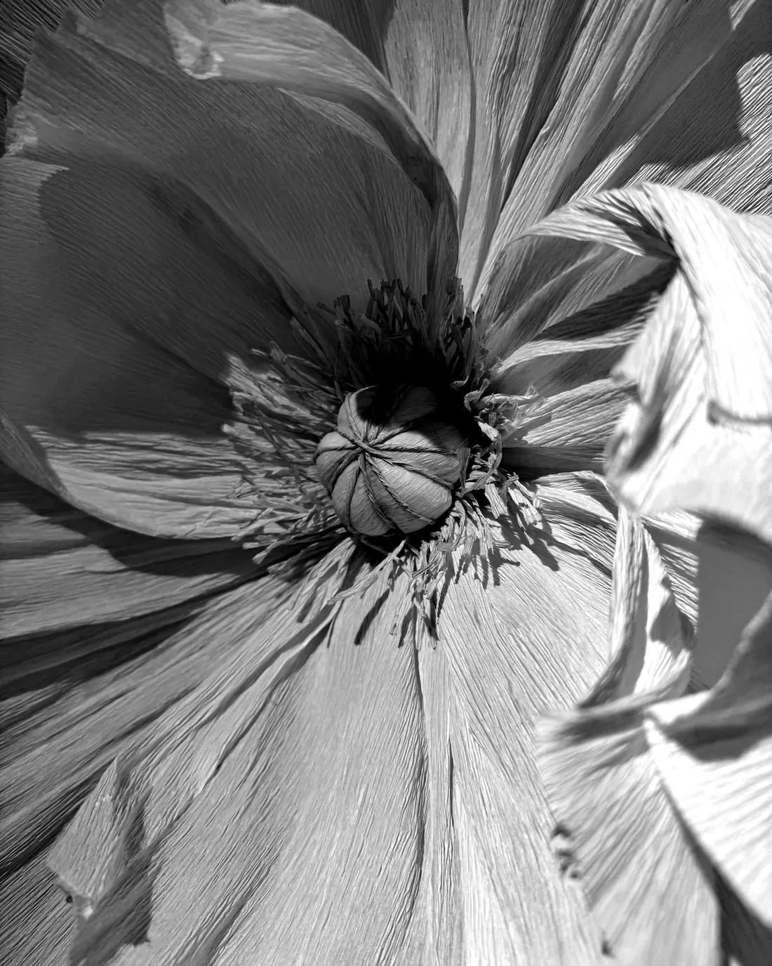 A flower, Grasse
